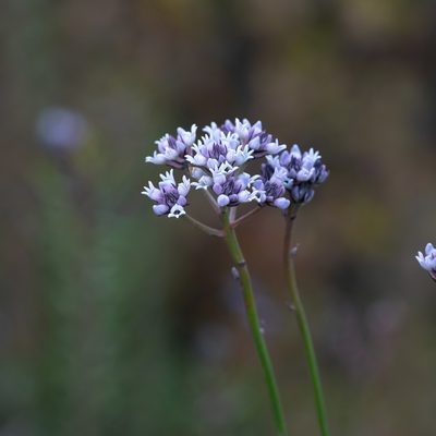 Conospermum patens, photographed by Kym Nicolson