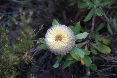 Banksia ornata, photographed by Kym Nicolson
