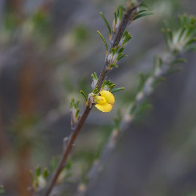 Phyllota pleurandroides, photographed by Kym Nicolson