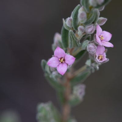 Zieria veronicea, photographed by Kym Nicolson