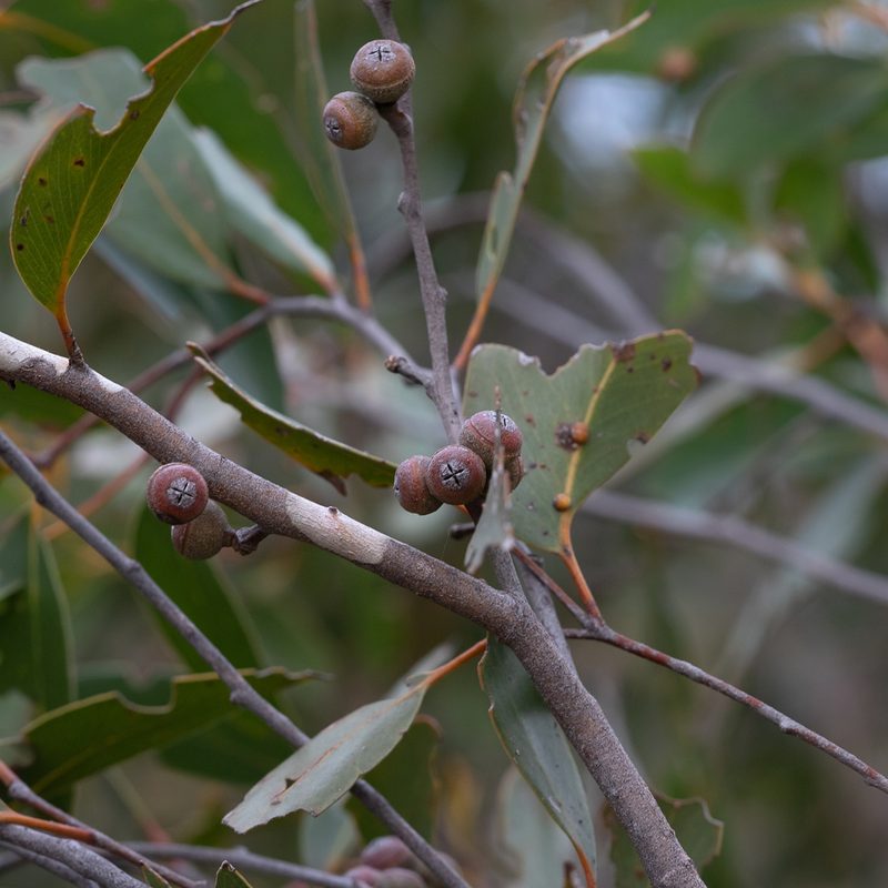 Eucalyptus baxteri, photographed by Kym Nicolson