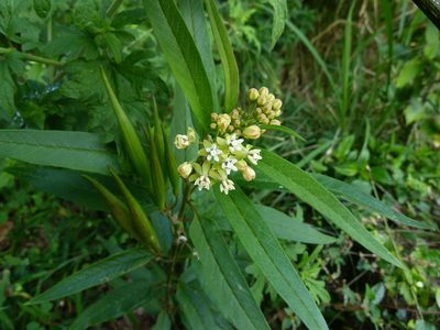 Asclepias nivea, photographed by botanygirl