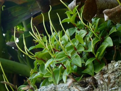 Peperomia glabella, photographed by botanygirl