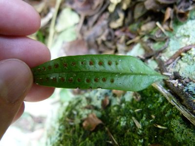 Microgramma lycopodioides, photographed by botanygirl