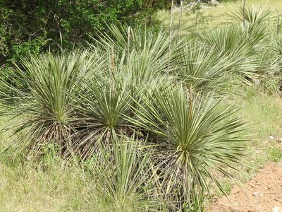 Yucca constricta, photographed by Sam Kieschnick