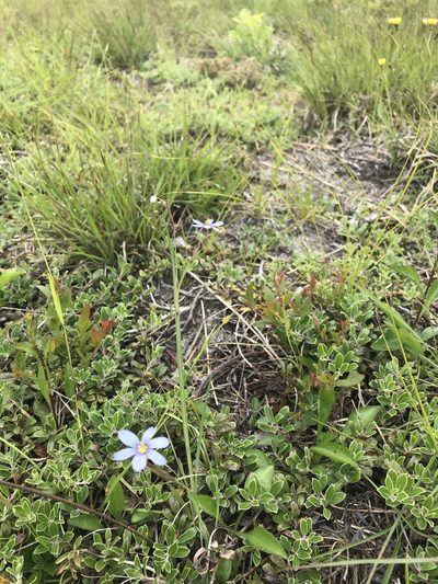Sisyrinchium fuscatum, photographed by Chase Mathey
