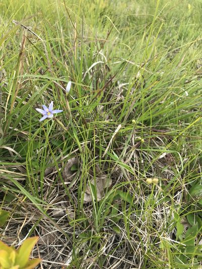 Sisyrinchium fuscatum, photographed by Chase Mathey