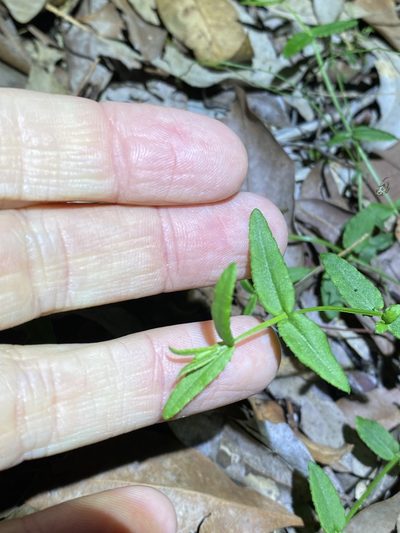 Gonocarpus chinensis, photographed by Greg Tasney