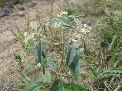 Croton texensis, photographed by Thomas Koffel