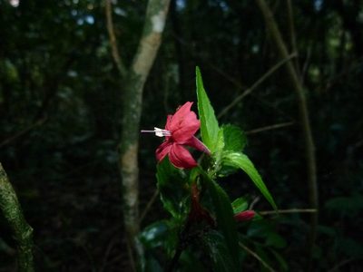 Ruellia coccinea, photographed by botanygirl