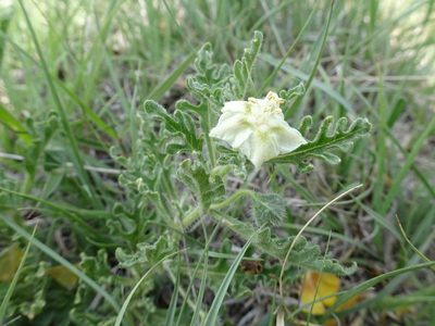 Chamaesaracha coniodes, photographed by Thomas Koffel