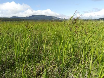 Carex lyngbyei, photographed by Laura Holloway
