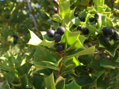 Griselinia jodinifolia, photographed by Inao Vasquez