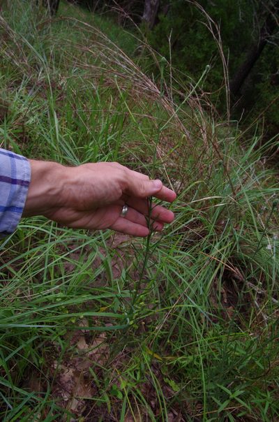 Liatris cymosa, photographed by Eric Knight