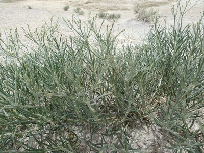 Eriogonum helichrysoides, photographed by Thomas Koffel