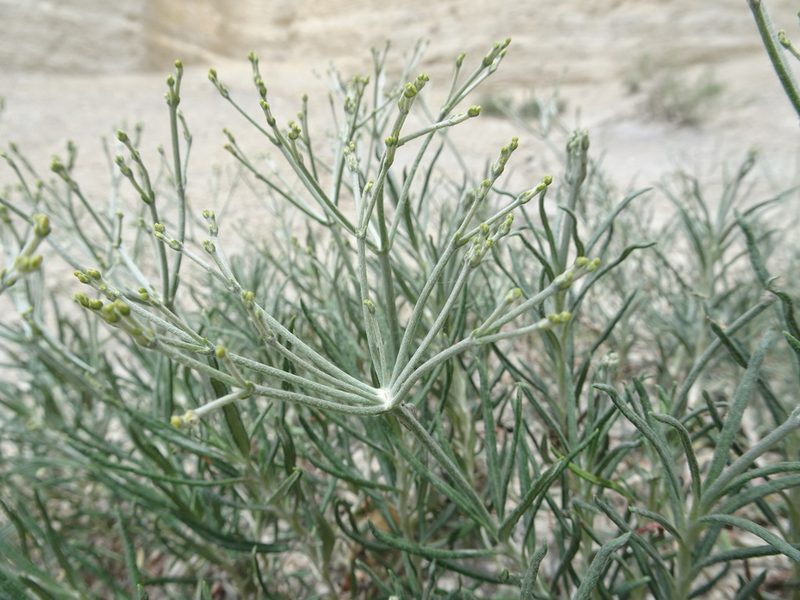 Eriogonum helichrysoides, photographed by Thomas Koffel