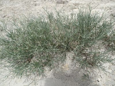 Eriogonum helichrysoides, photographed by Thomas Koffel