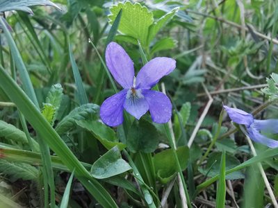 Viola sacchalinensis, photographed by Валерия Ковалева