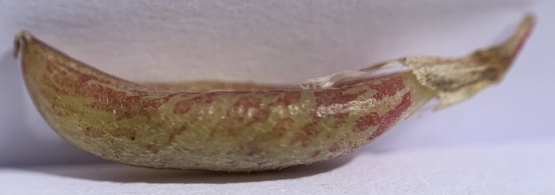 Astragalus salmonis, photographed by mark-groeneveld