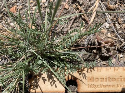 Astragalus salmonis, photographed by mark-groeneveld
