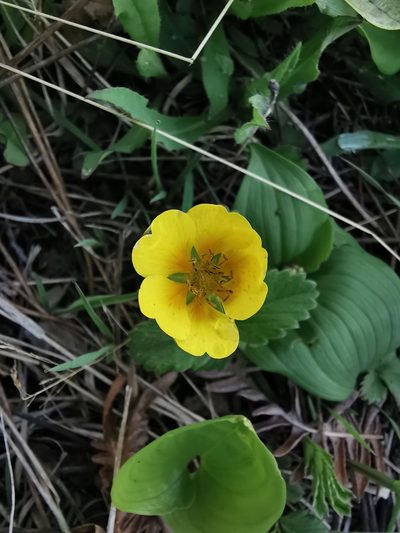 Potentilla stolonifera, photographed by Валерия Ковалева