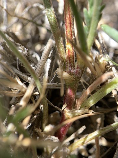Astragalus salmonis, photographed by mark-groeneveld