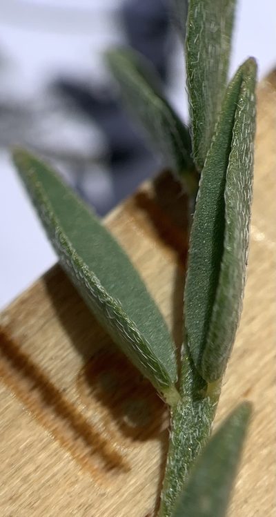 Astragalus salmonis, photographed by mark-groeneveld