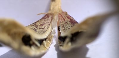 Astragalus salmonis, photographed by mark-groeneveld