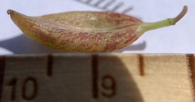 Astragalus salmonis, photographed by mark-groeneveld