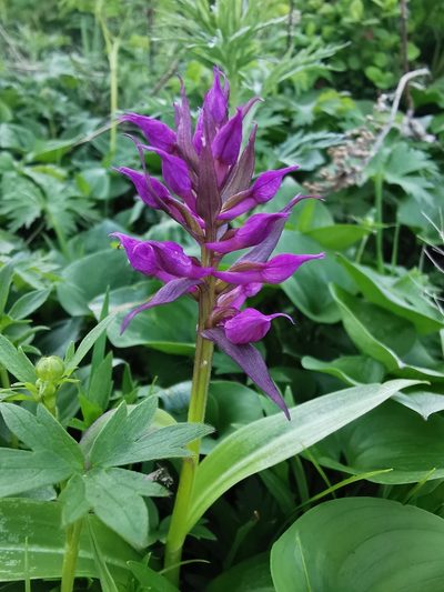 Dactylorhiza aristata, photographed by Валерия Ковалева