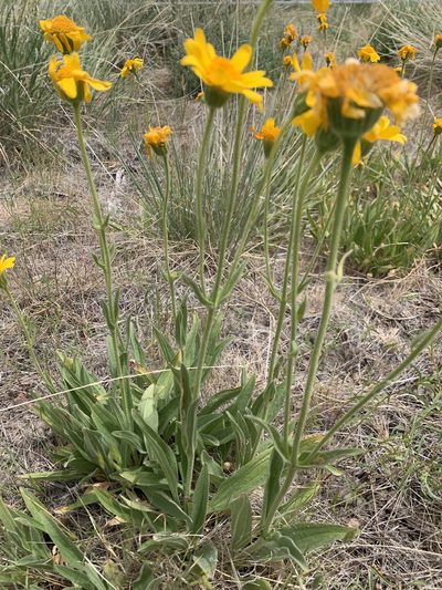 Arnica sororia, photographed by mark-groeneveld