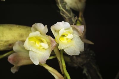 Rodriguezia granadensis, photographed by Daniel Mesa