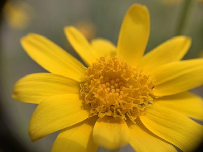 Arnica sororia, photographed by mark-groeneveld