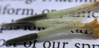Arnica sororia, photographed by mark-groeneveld