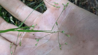 Luzula parviflora, photographed by Trevor Van Loon