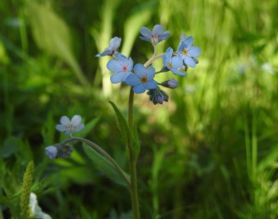 Myosotis imitata, photographed by Анна Васильченко