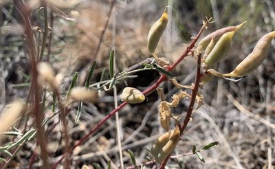 Astragalus eremiticus, photographed by mark-groeneveld