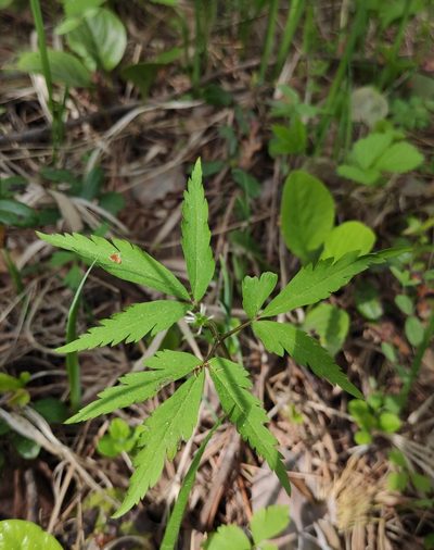 Anemonoides reflexa, photographed by Юлия