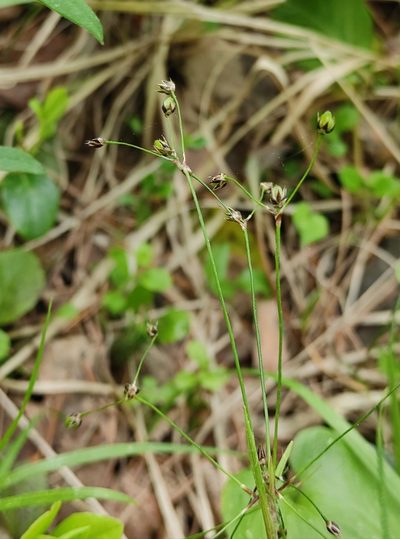 Luzula rufescens, photographed by Юлия