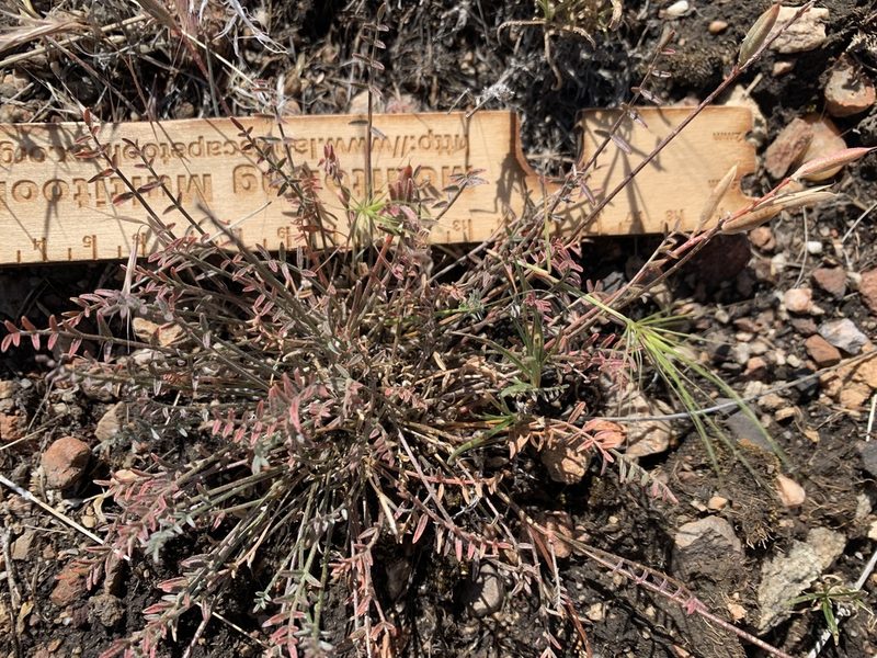 Astragalus obscurus, photographed by mark-groeneveld