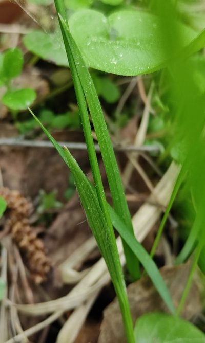 Luzula rufescens, photographed by Юлия