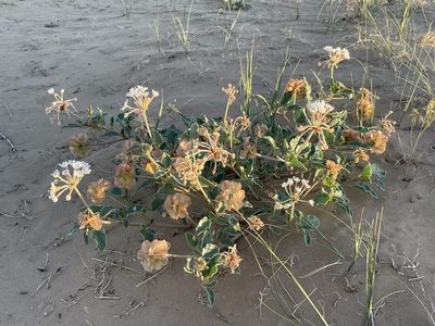Abronia carnea