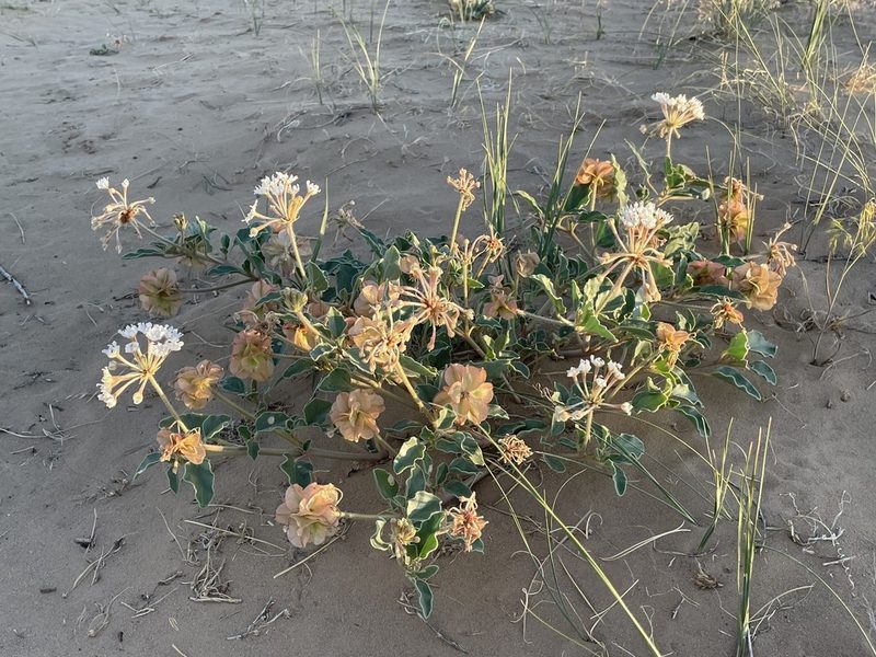 Abronia carnea, photographed by Bobby McCabe