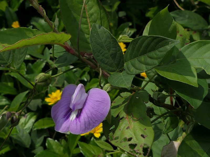 Centrosema molle, photographed by Dinesh Valke