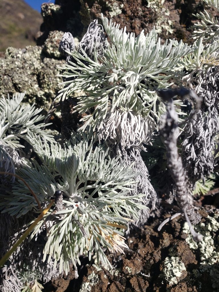Artemisia mauiensis, photographed by Jon Eilers