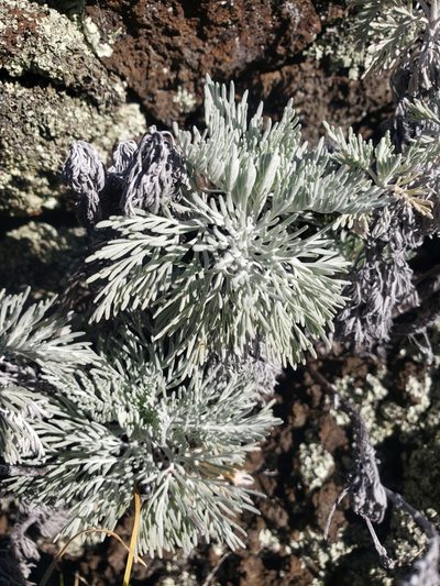 Artemisia mauiensis, photographed by Jon Eilers