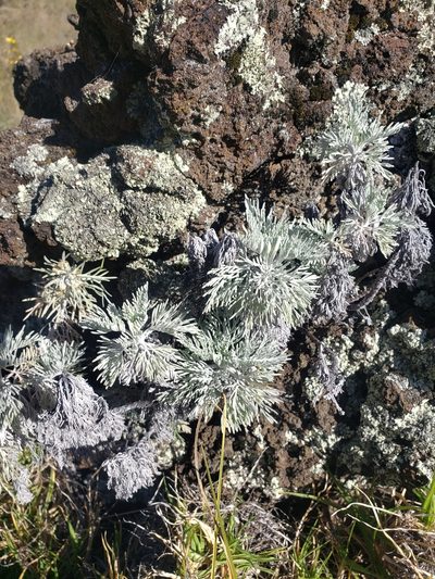 Artemisia mauiensis, photographed by Jon Eilers