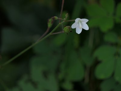 Hibiscus lobatus, photographed by Dinesh Valke