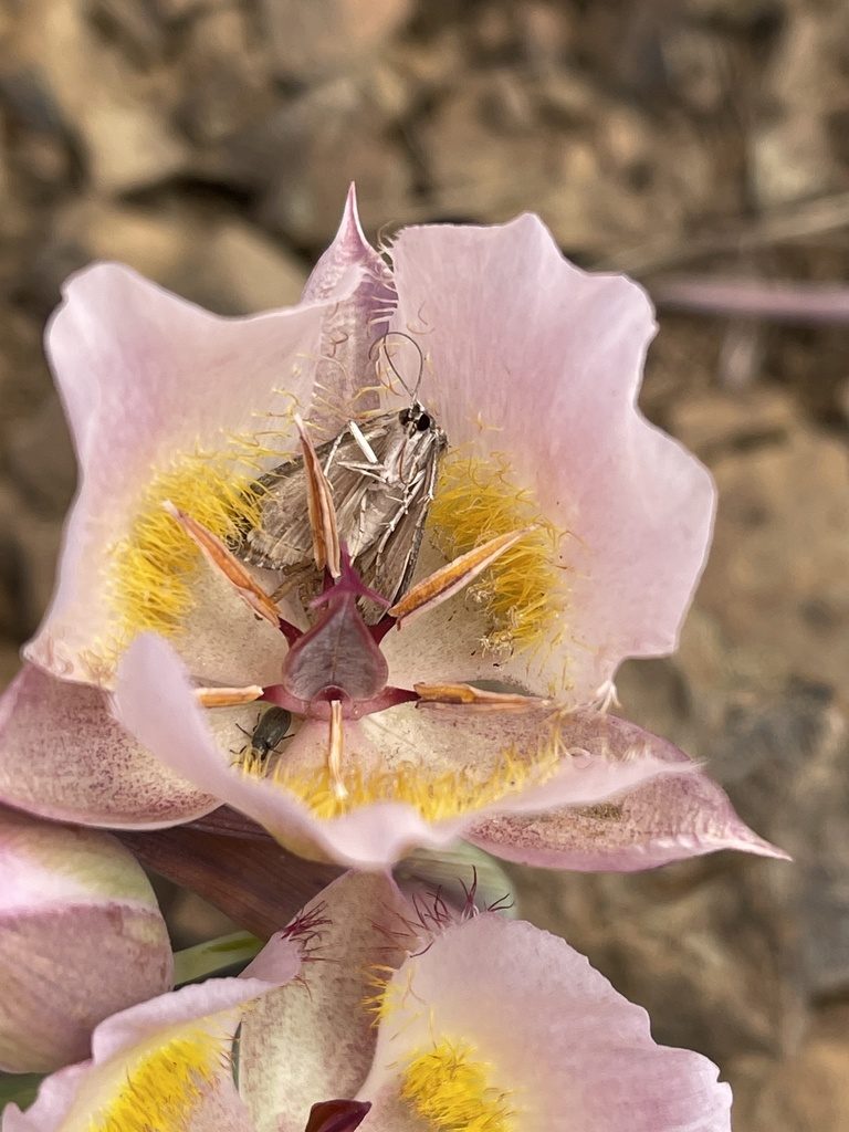 Calochortus persistens, photographed by Dee Shea Himes