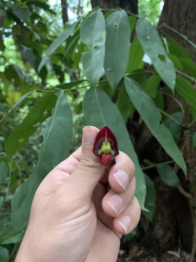 Adinobotrys atropurpureus, photographed by Adam Kamal